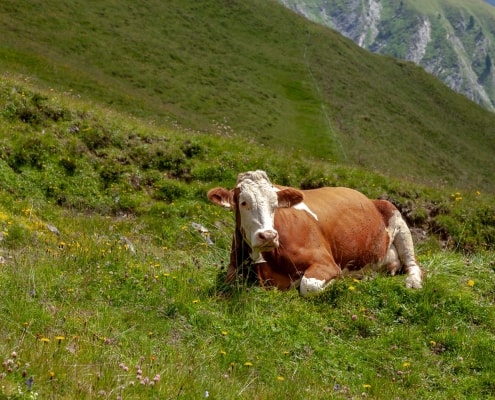 Kuh auf den Alpenwiesen in Tirol
