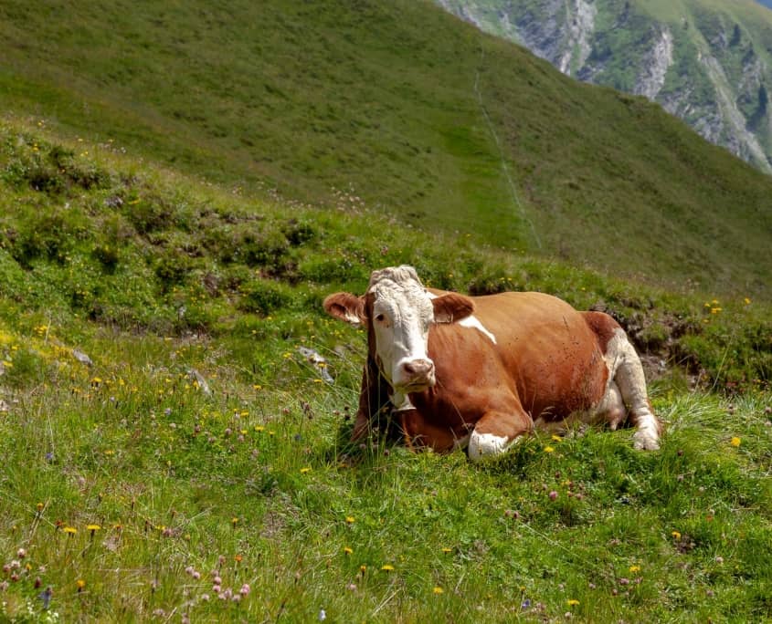 Kuh auf den Alpenwiesen in Tirol